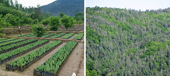 pakistan plants 10 billion trees