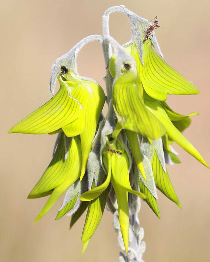 portrait flower like hummingbird green birdflower