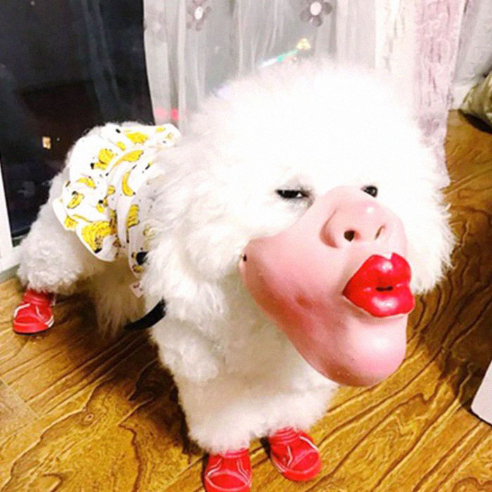 pouty lips creepy human face masks dog muzzles amazon