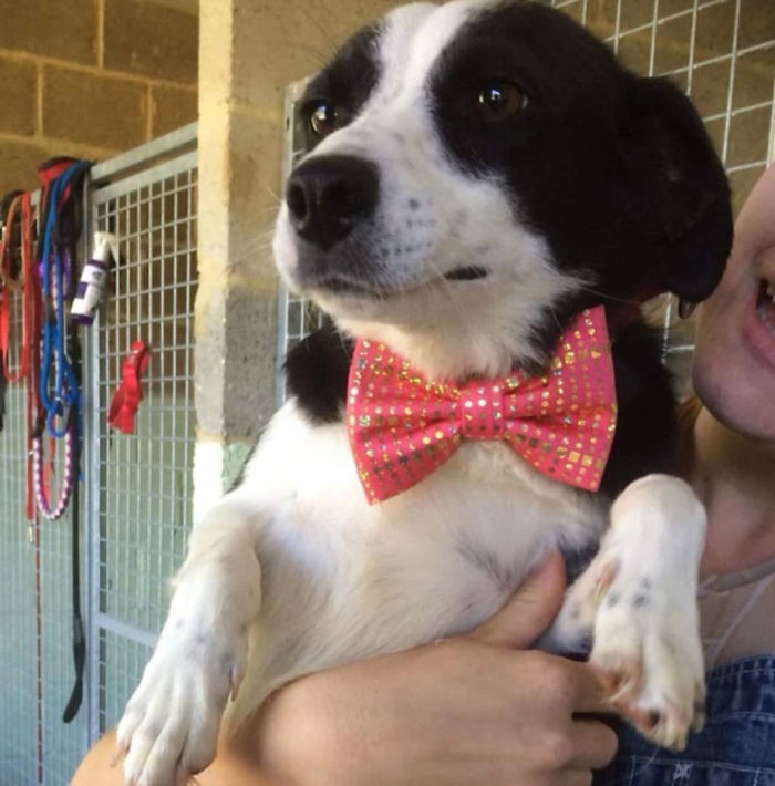 puppy with cute bow tie