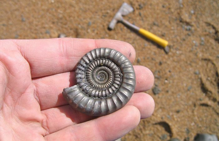 pyrite fossil - interesting beach things