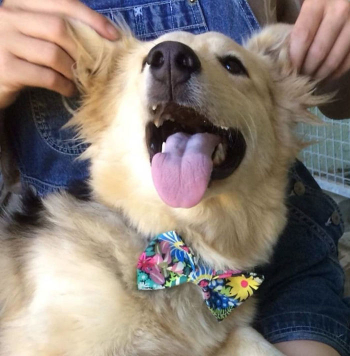 rescue dog with colorful bow tie