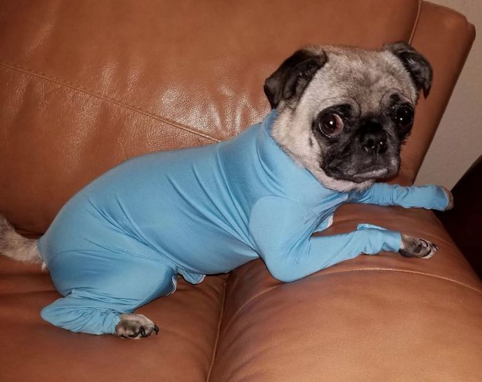 shed defender dog onesie comment darby photo