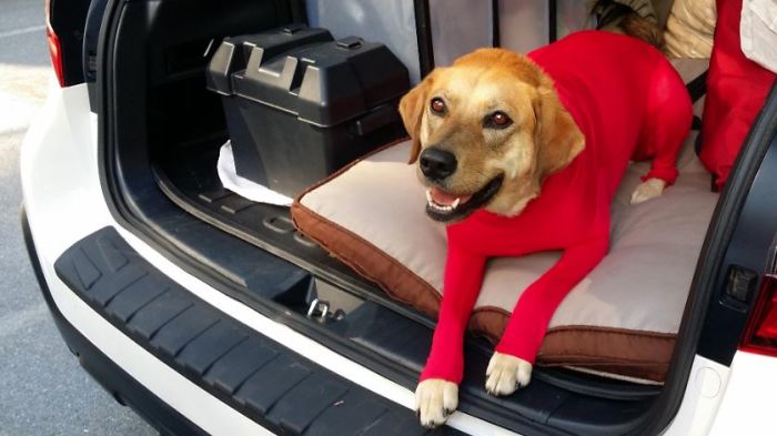 shed defender dog onesie comment happy photo