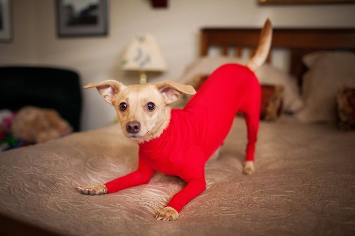 shed defender dog onesie red