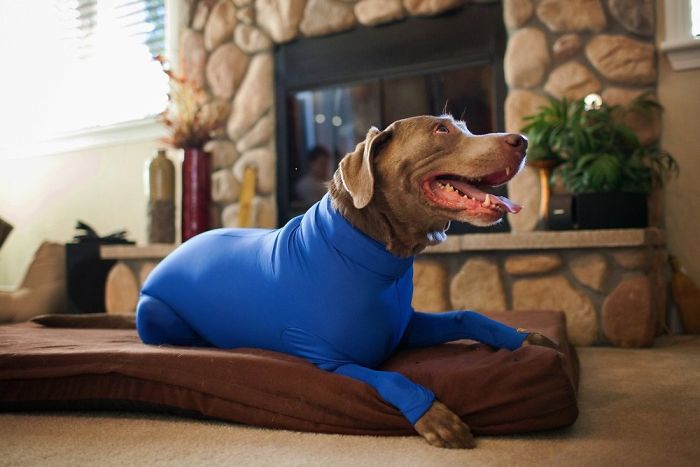 shed defender dog onesie royal blue