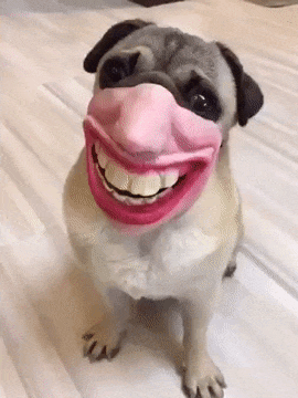 smiling gif creepy human face masks dog muzzles amazon