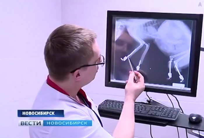 surgeon explaining 4 bionic paws in ryzhik the cat