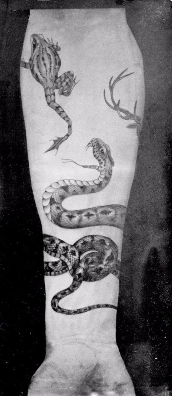 sutherland macdonald history tattoos pro frog snake