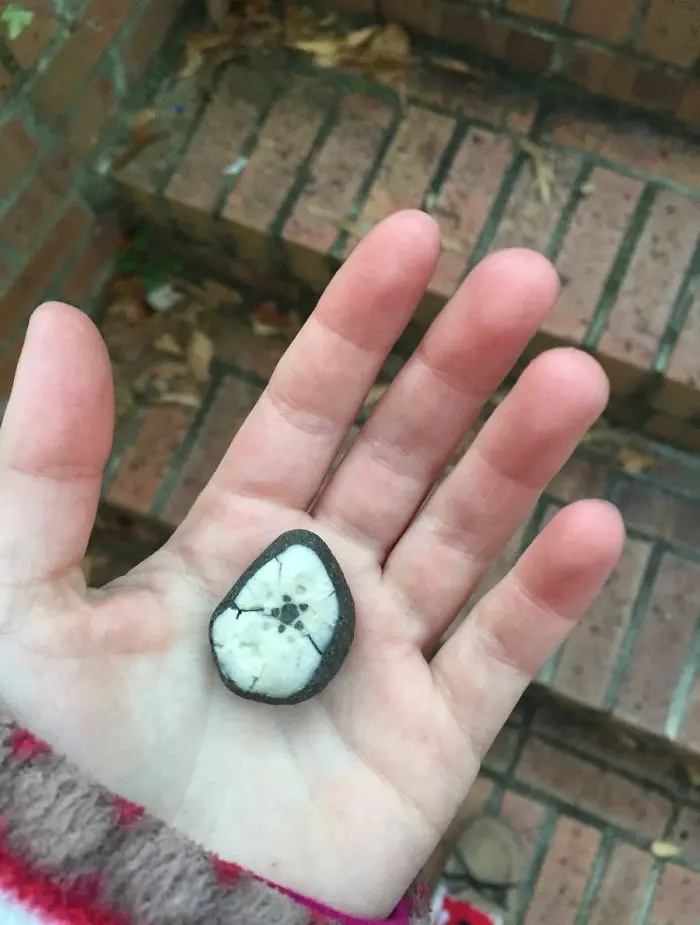 the rock I found on the beach - interesting beach things