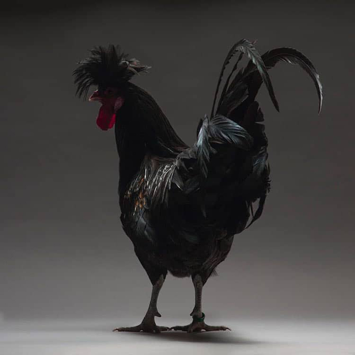 tranchellini monti chicken photobook black rooster