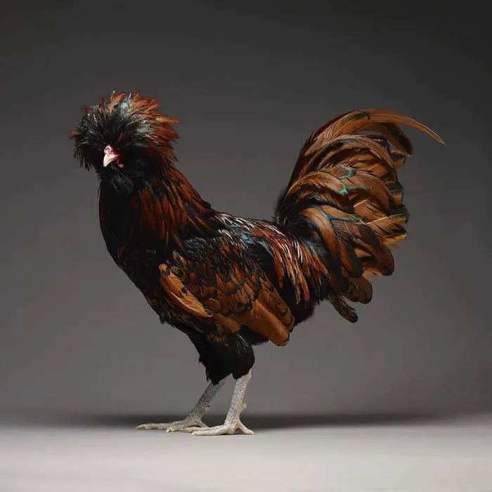 tranchellini monti chicken photobook brown rooster