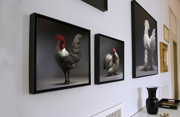tranchellini monti chicken photobook framed