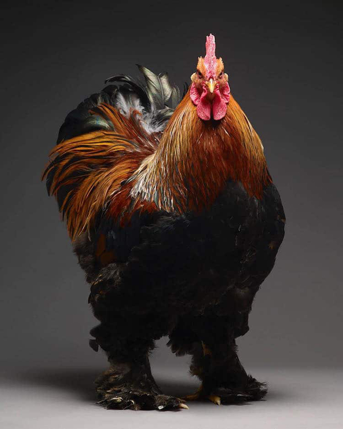 tranchellini monti chicken photobook magnificent rooster