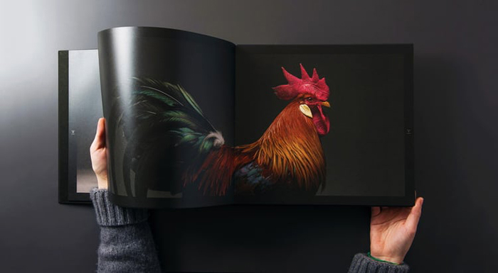 tranchellini monti chicken photobook pages