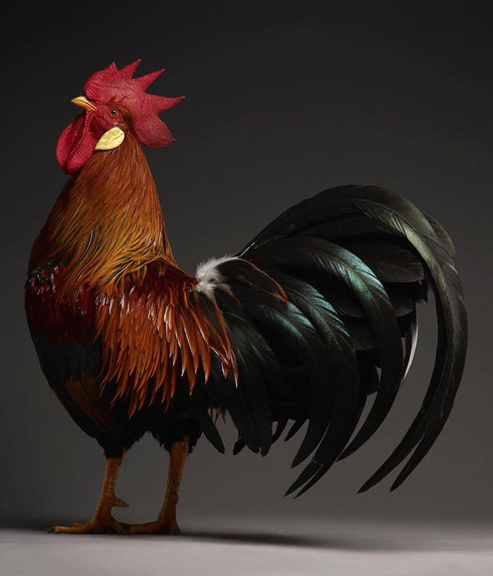 tranchellini monti chicken photobook sleek rooster
