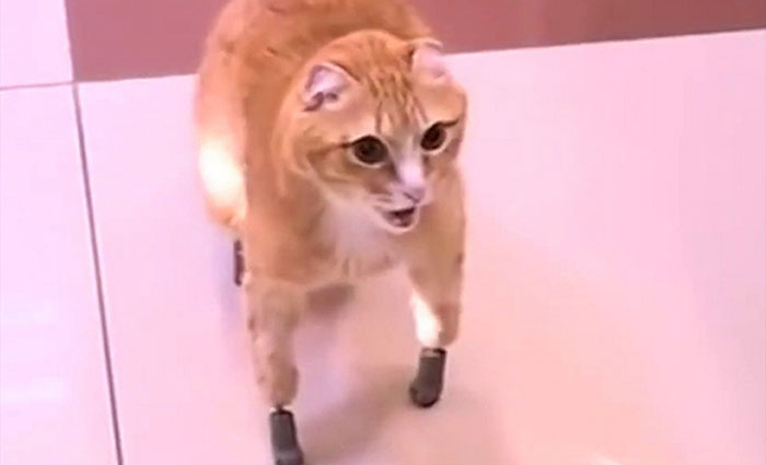 walking ryzhik the russian cat with 4 bionic paws