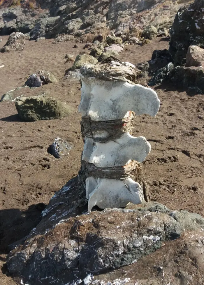 whale spinal column - interesting beach things