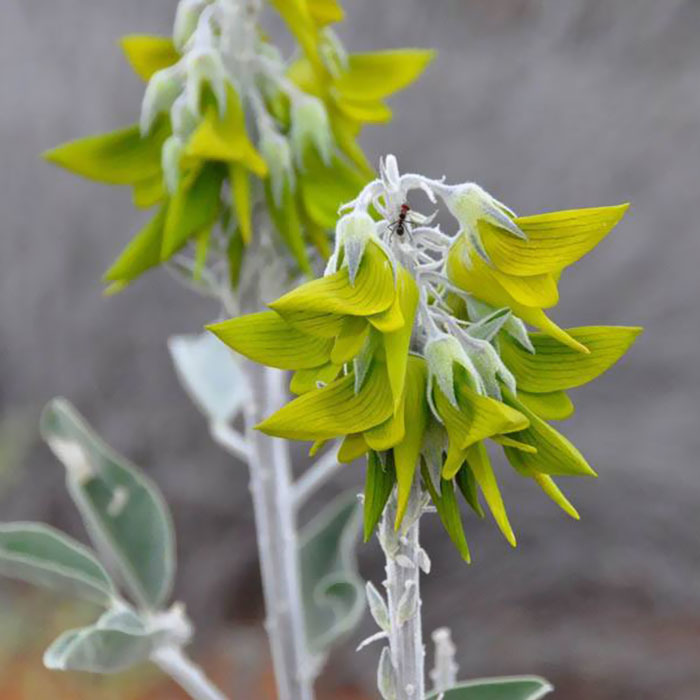 whole flower like hummingbird green birdflower