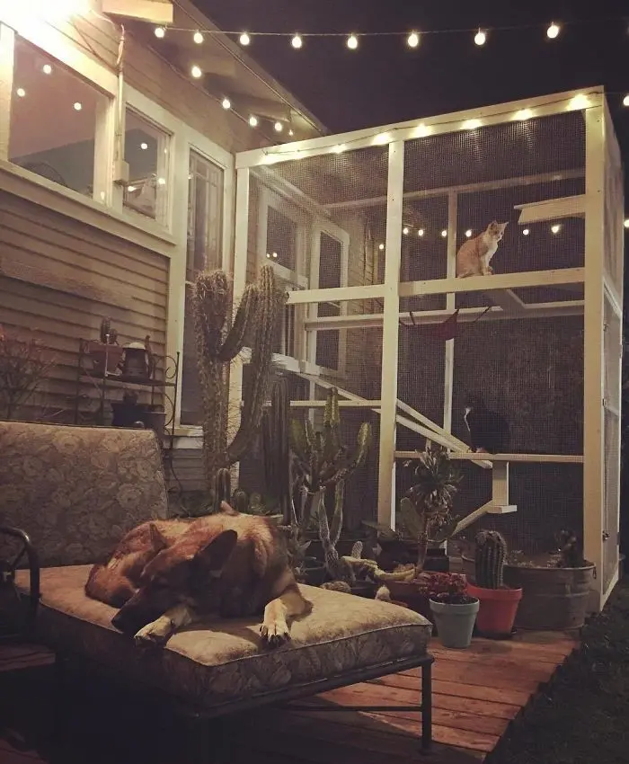 with lights catios cat patios outdoor enclosures