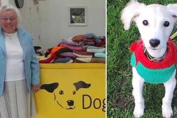 Maisie Green knitting blankets dog