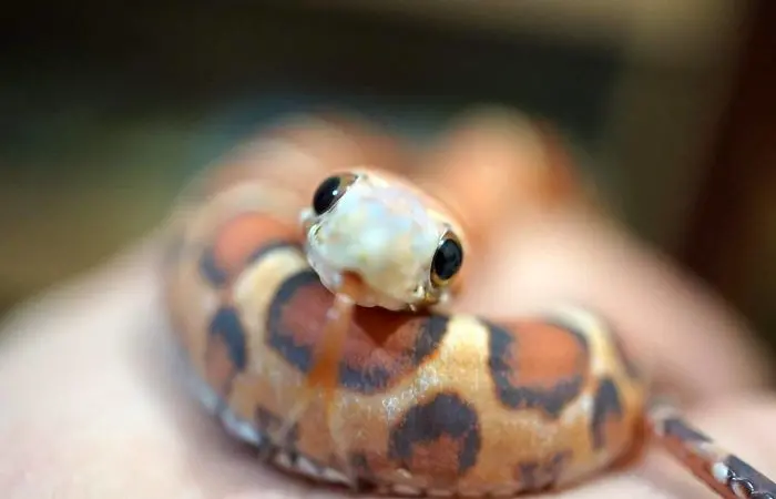 adorable eyes cute snake pictures