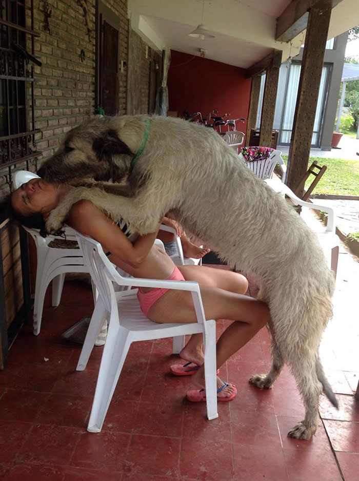 adorable large irish wolfhounds best kisses