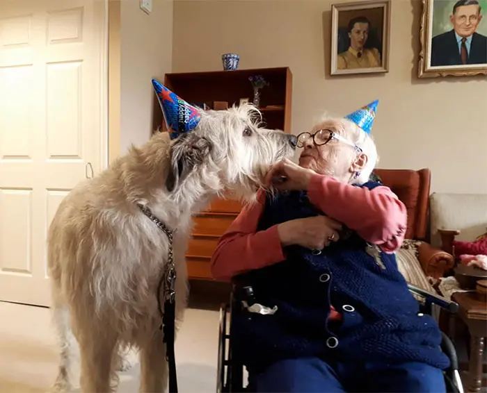 adorable large irish wolfhounds birthday kiss