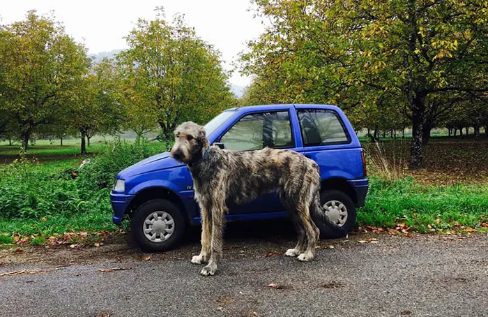 adorable large irish wolfhounds car comparison