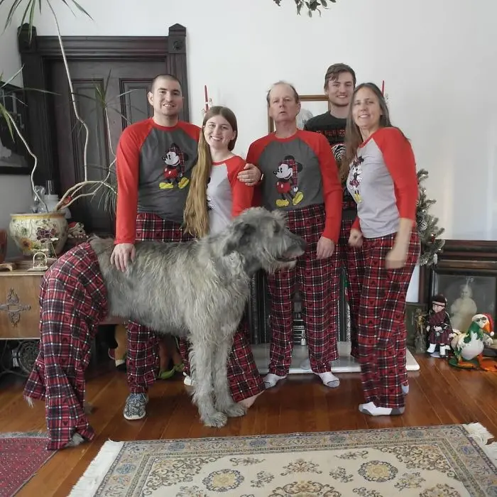 adorable large irish wolfhounds christmas pajamas