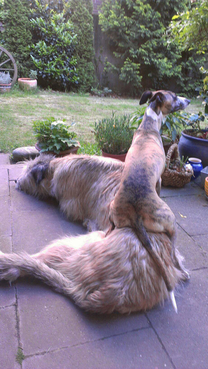 adorable large irish wolfhounds couch