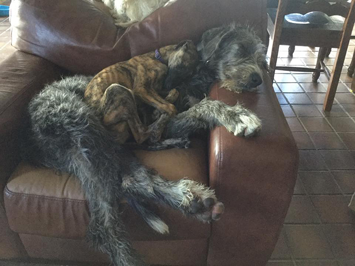 adorable large irish wolfhounds cushion dog