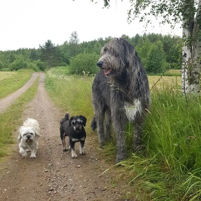 adorable large irish wolfhounds dog comparison