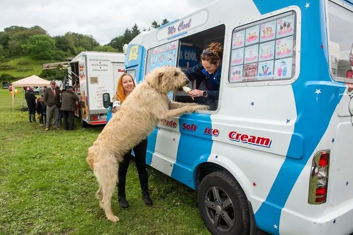 adorable large irish wolfhounds eating ice cream