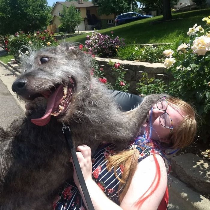 adorable large irish wolfhounds excited