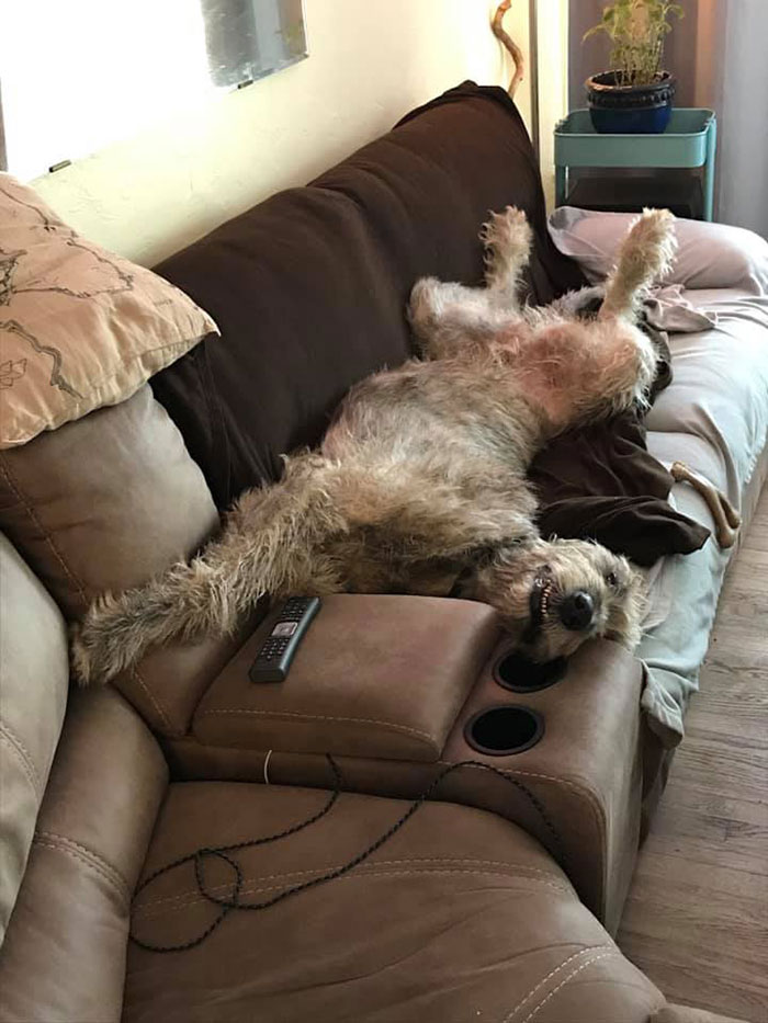 adorable large irish wolfhounds fezzik