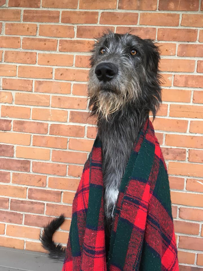 adorable large irish wolfhounds floki