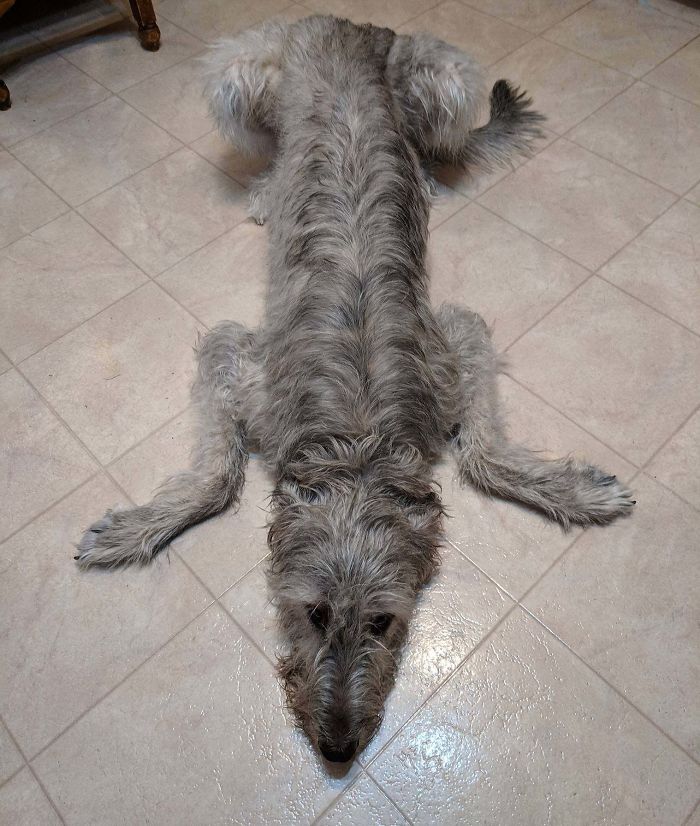 adorable large irish wolfhounds floormat
