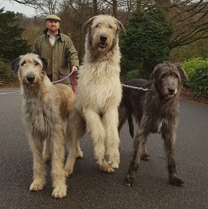 albino irish wolfhound