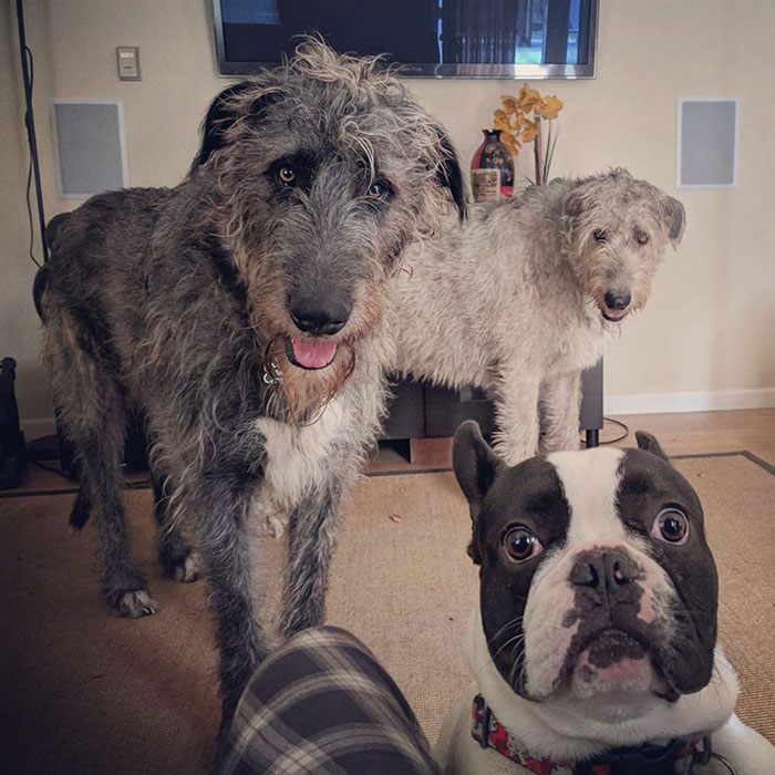 adorable large irish wolfhounds gang member