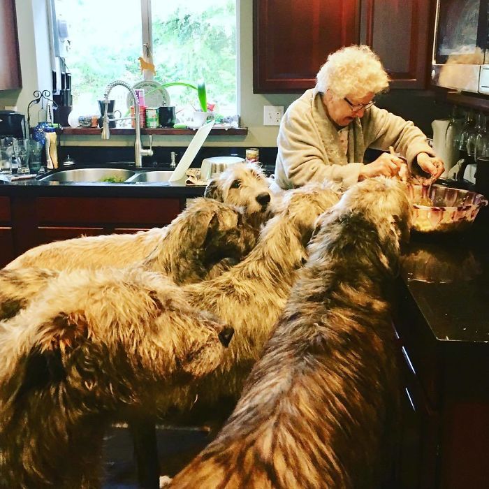 adorable large irish wolfhounds grandma cooking