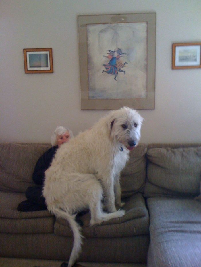 adorable large irish wolfhounds grandma lap