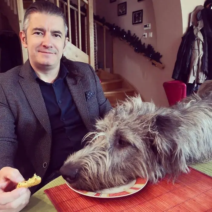 adorable large irish wolfhounds head breakfast