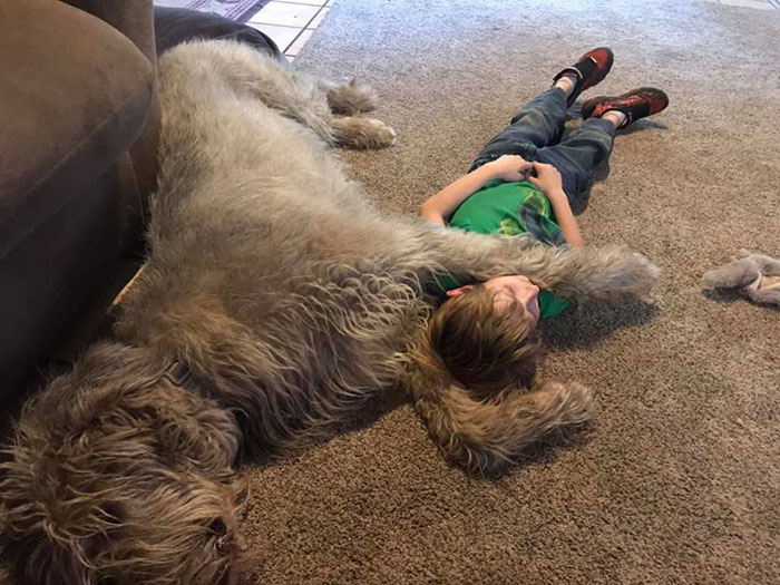 adorable large irish wolfhounds jarvis