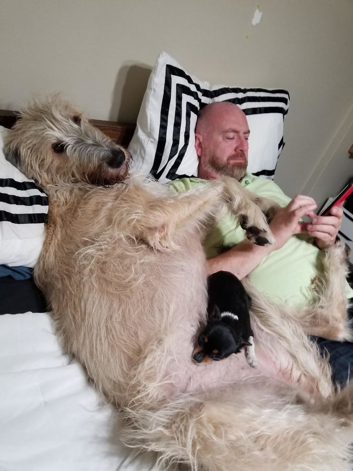 adorable large irish wolfhounds lap dog