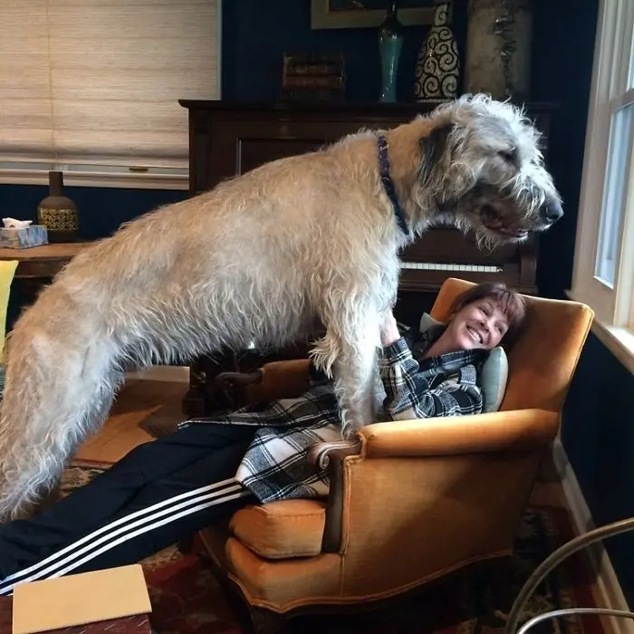 adorable large irish wolfhounds looks out the window