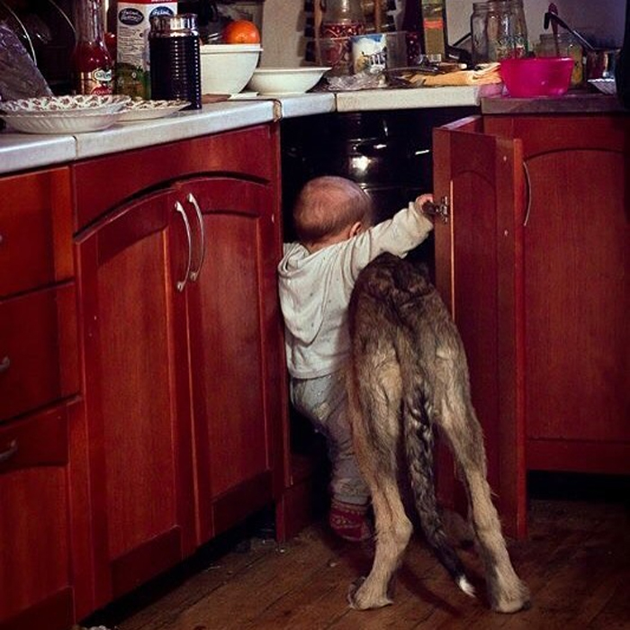 adorable large irish wolfhounds partners in crime