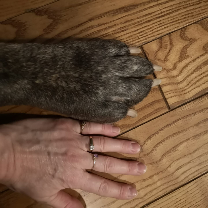 adorable large irish wolfhounds paw vs hand