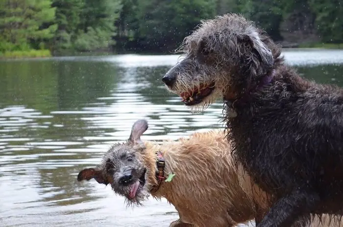 adorable large irish wolfhounds photobomb