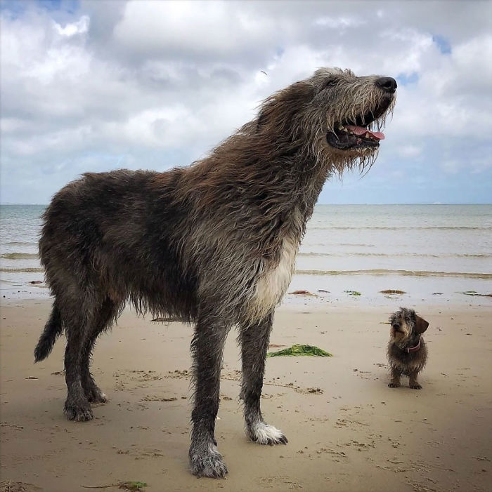 albino irish wolfhound